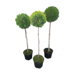 Żywotnik zachodni Smaragd 1 kula C5 80 - 100 cm