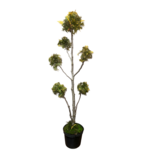 Żywotnik formowany Bonsai C3