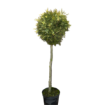 Żywotnik Kórnik na pniu formowany 1 kula C7,5