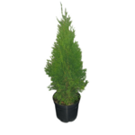 Żywotnik zachodni Smaragd C3 60 - 70 cm