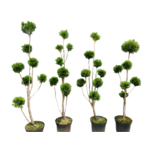Żywotnik formowany Bonsai C10 - 15