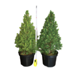 Świerk biały Conica doniczka 2 l