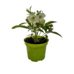 Ciemiernik 30 cm C2 mix