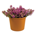 Wrzosiec krwisty Winter Ladies 15 cm doniczka 11 cm mix