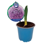 Allium 20 cm doniczka 12 cm