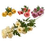 Bukiet margaretek 77 cm mix