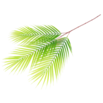 Gałązka liści palmy 80 cm