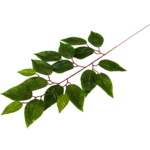 Gałązka liści fikusa 62 cm