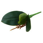 Liść storczyka 22 cm