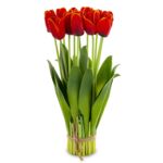 Bukiet tulipanów 38 cm czerwony