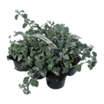 Kocanka 6-pak doniczka 9 cm