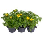 Bidens 6-pak doniczka 9 cm