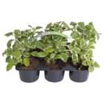 Komarzyca 6-pak doniczka 9 cm