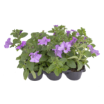 Calibrachoa 6-pak doniczka 9 cm mix