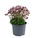 Byliny wiosenne 15 cm doniczka 12 cm mix