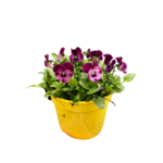 Fiołek rogaty 10 cm doniczka 15 cm wielokolorowy