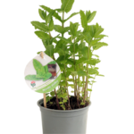 Zioła Bio mix 20-30 cm P12