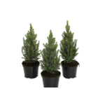 Świerk glauca Conica 20-30 cm doniczka 2 l