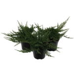 Jałowiec płożący Prince of Wales 10 cm doniczka 17 cm