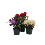 Różanecznik 40-60 cm doniczka 20 cm mix