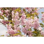 Wiśnia japońska 80-100 cm doniczka 28 cm mix