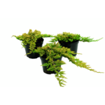 Jałowiec płożący Golden Carpet 10 cm doniczka 17 cm