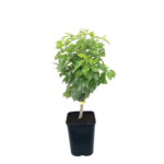 Morela karłowa 80 cm doniczka 20 cm