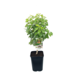 Jabłoń karłowa wys. 80 cm don. 20 cm