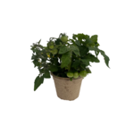 Pomidor koktajlowy karłowy w doniczce EKO 12 cm