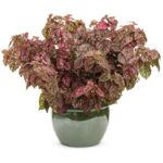 Niedośpian 20 cm doniczka 10 cm mix