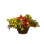Calibrachoa trio doniczka 12 cm