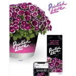 Petunia Painted Love 25 cm doniczka 12 cm