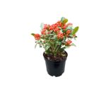 Kolekcja roślin wiecznie zielonych