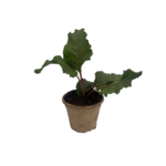 Rabarbar malinowy w doniczce EKO 10,5 cm