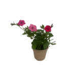 Surfinia premium w doniczce EKO 12 cm mix