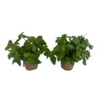 Zioła ogrodowe w doniczce EKO 12 cm mix