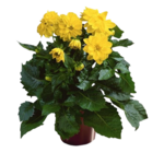 Dalia 25 cm doniczka 12 cm mix