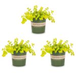 Tojeść rozesłana 20 cm doniczka 10,5 cm mix