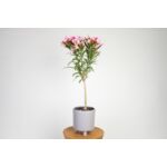 Oleander na pniu 70 cm doniczka 17 cm