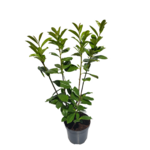 Laurowiśnia 100 cm doniczka 25 cm