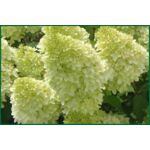 Hortensja bukietowa Magical Candle C3 30 - 40 cm