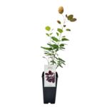 Perukowiec podolski Royal Purple 35 cm C2