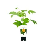 Tulipanowiec 35 cm C2