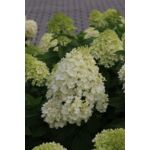 Hortensja bukietowa Silver Dollar C3 30 - 40 cm