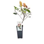 Głogownik Red Robin 35 cm C2