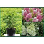 Hortensja bukietowa mix C7 40 - 50 cm