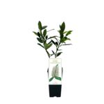 Laurowiśnia Otto Luyken 35 cm C2