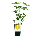 Złotokap pospolity 35 cm C2