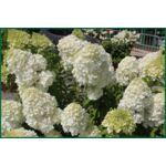 Hortensja bukietowa Phantom C3 30 - 40 cm