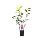 Wiśnia japońska Pink Perfection 35 cm C2